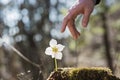 Male hand reaching to touch delicate spring flower Royalty Free Stock Photo