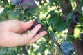 Male hand's picking plums. Purple plum variety on the fruiting tree, fruit ready to harvest Royalty Free Stock Photo