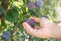 Male hand's picking plums. Purple plum variety on the fruiting tree, fruit ready to harvest