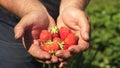 Male hand shows red strawberries in his hands. farmer gathers ripe berry. gardener palm shows delicious strawberries in