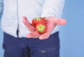 Male hand with strawberries blue background. Help yourself. Hand proposes take strawberry. Fresh harvest of ripe red