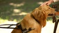 Male hand stroking guide dog, obedient pet resting with blind owner in park Royalty Free Stock Photo