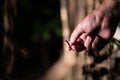 Male hand throws out a wedding ring. The concept of divorce, loneliness, longing.