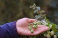 male hand touches the autumn leaves and fruits of the green hops tree, close-up, brewing concept, decorative gardening and Royalty Free Stock Photo