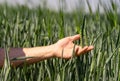 Male hand touches ears of rye oats. Green ears with seeds of cereals rye wheat oats. Farming growing cereals Royalty Free Stock Photo