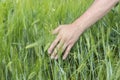 Male hand touches ears of rye oats. Green ears with seeds of cereals oats. A farmer leads across the field, a man`s hand touches Royalty Free Stock Photo