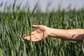 Male hand touches ears of rye oats. Green ears with seeds of cereals rye wheat oats. Farming growing cereals Royalty Free Stock Photo