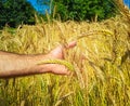 Male hand touching a golden ear in the wheat field. Royalty Free Stock Photo