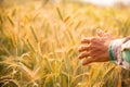 Male hand touching a golden wheat ear in the wheat field Royalty Free Stock Photo