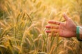 Male hand touching a golden wheat ear in the wheat field, sunset light, Royalty Free Stock Photo