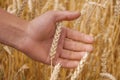 Male hand touching a golden wheat ear in the wheat field, sunset light, flare light Royalty Free Stock Photo