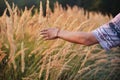 Male hand touching a golden wheat ear in the wheat field, sunset light, flare light.Unrecognizable person, copy space Royalty Free Stock Photo