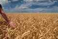 Male hand touching a golden wheat ear in the wheat field, day light landscape Royalty Free Stock Photo