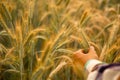 Male hand touching a golden wheat ear in the wheat field. Royalty Free Stock Photo