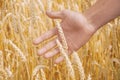 Male hand touching a golden wheat ear in the wheat field, sunset light, flare light Royalty Free Stock Photo