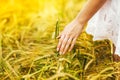 Male hand touching a golden wheat ear in the wheat field