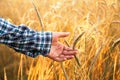 Male hand touching a golden wheat ear in the wheat field, sunset light. Ukrainian landscape. Wheat ears in the hand Royalty Free Stock Photo