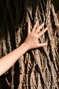 Male hand touching the old bark of a centenary chestnut tree in the forest, protect nature, green ecological lifestyle