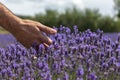 Male hand touching or picking up lavender flowers in a field Royalty Free Stock Photo
