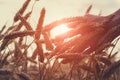 Male hand touching wheat ears close up, sunset scene, backlight, freedom, healthy lifestyle, organic farming
