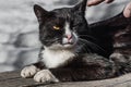 Male hand trying to caress a black and white cat with yellow eyes and pink nose and stern look Royalty Free Stock Photo