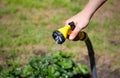 Male hand watering a green plant with water from the hose. Water Royalty Free Stock Photo