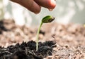 Male hand watering young tree over green,seed Royalty Free Stock Photo