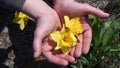 Male hands carefully hold yellow daffodil flowers growing on garden flowerbed Royalty Free Stock Photo