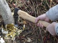 Male hands chop a tree trunk Royalty Free Stock Photo