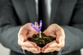 Male hands cupping soil with a purple freesia Royalty Free Stock Photo