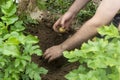 Male hands are gathering potatoes in the garden. Green leaves of potato plant