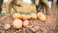 Male hands harvesting fresh organic potatoes from soil. Man gathered potatoes Royalty Free Stock Photo