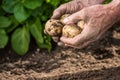 Male hands harvesting fresh potatoes from garden