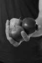 Male hands hold red apples, close up. Food and healthy lifestyle concept. Apples trio on Tshirt background. Apples in