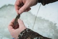 Male hands holding a bait for winter fishing. Royalty Free Stock Photo