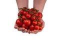 Male hands holding a bunch of tomatoes. Isolated on white background Royalty Free Stock Photo