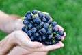 Male hands holding fresh bunch of black grapes harvest. Man holding ripe dark blue wine grapes, closeup Royalty Free Stock Photo