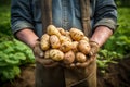 Male hands holding fresh potatoes Royalty Free Stock Photo