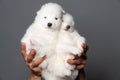 Male hands holding funny samoyed puppys isolated on grey background