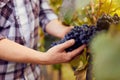 Male hands holding grapes at harvest Royalty Free Stock Photo