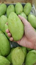 Male hands holding a green juicy fresh mango fruit with a lot of green mangoes on a background. Group of fresh green mango for Royalty Free Stock Photo
