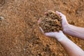 Male hands holding handful of beer bagasse Royalty Free Stock Photo