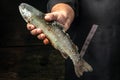 Male hands holding rainbow trout with lemon, garlic, herbs and spices, Fish dish cooking with various ingredients Royalty Free Stock Photo