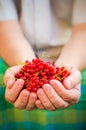 Male hands holding red currant fruit fresh air Royalty Free Stock Photo