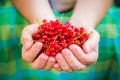 Male hands holding red currant fruit fresh air Royalty Free Stock Photo