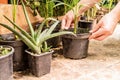 Male hands holding a tropical potplant in a greenhouse Royalty Free Stock Photo