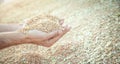 Male hands holding wheat grain Royalty Free Stock Photo