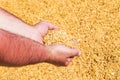 Male hands holding wheat grain Royalty Free Stock Photo