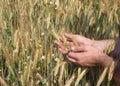 Male hands holding wheat spikelets in field on sunny day, new crop