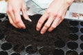 Male hands lay and spread the earth in pots for seedlings, preparation for planting flower seeds
